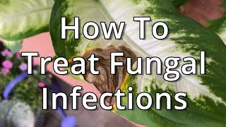 How To Treat Fungal Infections On Houseplants [upl. by Farrel]