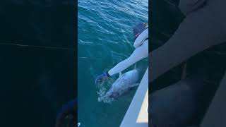 Bluefin Tuna Caught And Released Using Spinning Rod [upl. by Thorstein]