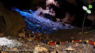 Coral snakes in the underground tree stump den [upl. by Maeve167]