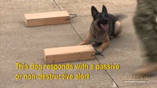 Police Dog Demonstration Drug Sniffing [upl. by Arza]