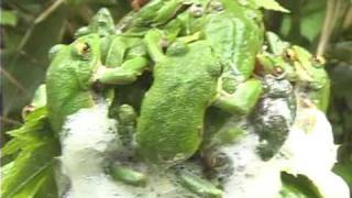 Forest Green Tree Frog モリアオガエル Rhacophorus arboreus [upl. by Bellamy]