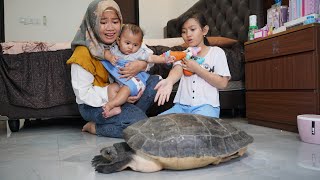 DRAMA  KURAKURA BESAR LEPAS 🐢 MASUK KAMAR SALSA  Salsa and Family [upl. by Liponis]