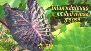 Ep 21  ลุยสวน Colocasia ไทยไฮบริดที่อยุธยา หน้าใหม่ๆ เพียบ  Thai new Colocasia Hybrid 2022 [upl. by Joann]