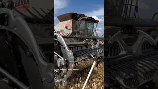 GLEANER S97 Combine Harvesting Wheat bigtractorpower agco gleaner combine wheat harvest [upl. by Eniamej]