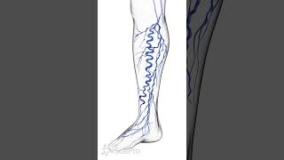 🩸 Varicose Veins What Are They and Why Do They Happen 🩸 anatomy [upl. by Netsreik]