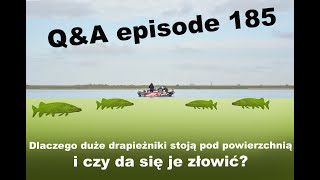 QampA odcinek 185  Drapieżniki pod powierzchnią i jak je złowić [upl. by Odnomra187]