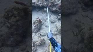 Nice easy large one in this sand hole🦞 Full video linked [upl. by Ritz]