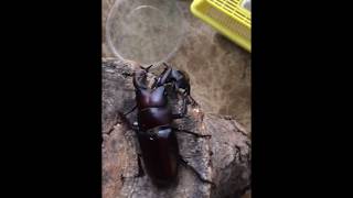 Takasago Sawtoothed Stag Beetle vs Biplagiatus Sawtoothed Stag Beetle タカサゴvsビプラギアトゥス [upl. by Shenan]