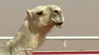 A Botox scandal at Saudi Arabias camel beauty contest [upl. by Kcirttap]