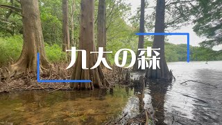 【福岡】まるでジブリの舞台⁉九大の森でお写んぽ♪ [upl. by Livvi]