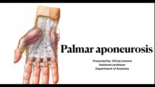 Palmar aponeurosis  Palmar aponeurosis of hand  Anatomy of palmar aponeurosis [upl. by Dlnaod845]