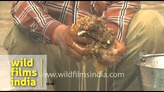 Man extracting honey from honeycomb [upl. by Grimaldi]