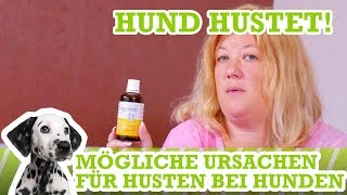 Husten beim Hund Mögliche Ursachen [upl. by Eniamerej52]