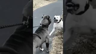 Ferocious Dogo Argentino vs Pitbull  the Fight of the Century dog pitbull dogoargentino dogs [upl. by Inesita686]