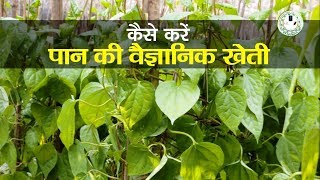 पान की खेती कैसे करें  BetelVine Cultivation [upl. by Naehs619]