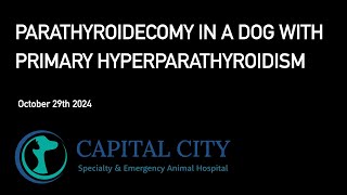 Parathyroidectomy in a Dog with Primary Hyperparathyroidism 20241029 [upl. by Chilcote]