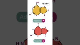 Nitrogenous base dna purines pyrimidines lifespan eukaryoticcell [upl. by Larkins479]