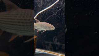 African tiger fish 🐯already over a foot😱PredatoryFins paulcuffaro MonsterFishKing [upl. by Brace]