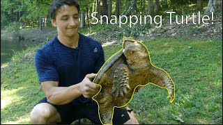 Snapping Turtles Everything You Need To Know [upl. by Lebanna]