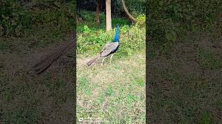 💙💙💙blue peacock 💙💙💙 peacock funny birds cute youtube viralvideo shortsasmr shortsclip sona [upl. by Avrit]