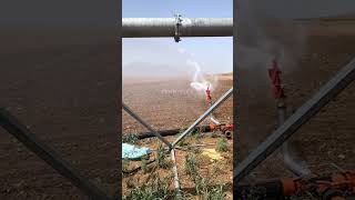 lawn sprinkler sprinkler system installation tripod sprinkler shorts technology shortsfeed crop [upl. by Mann]