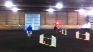 Nova a Belgian Tervuren runs akc agility JWW [upl. by Atat]