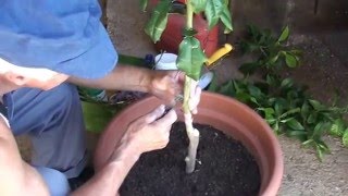 Cepljenje limone  Grafting lemon [upl. by Ary]