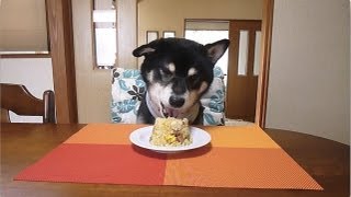 黒柴クロ 犬ごはん チャーハン Shiba Inu Kuro Eats Fried Rice [upl. by Anorahs993]