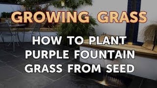 How to Plant Purple Fountain Grass From Seed [upl. by Ferrell]