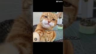 Christmas song cat catmemes funny memes [upl. by Ongun]