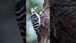 Fulvousbreasted Woodpecker Female – A Drumming Marvel [upl. by Llenram]