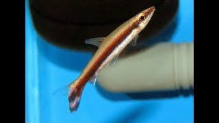 一線鉛筆魚Nannostomus unifasciatus [upl. by Ymmak]