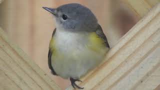 American Redstart Setophaga ruticilla Timucuan Ecological and Historical Preserve [upl. by Atiloj]