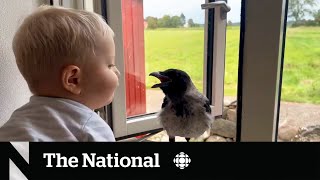 TheMoment a 2yearold became friends with a bird named Russell Crow [upl. by Iram]