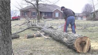 Stihl MS261 Chainsaw Falling Bucking amp Limbing [upl. by Aihsit]