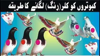 HOW TO COLOR A PIGEONS ll KABOOTAR KO RANG LAGANA [upl. by Getraer]