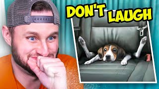 99 Lose this TRY NOT TO LAUGH Challenge [upl. by Sateia]