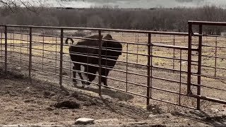 Close Call Cutting Bison [upl. by Islaen]