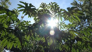 An Amazing Tetrapanax Garden Giant [upl. by Naitsirk]