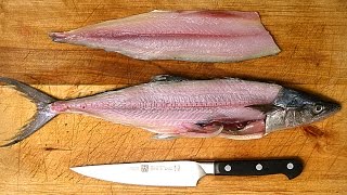 How to Fillet a Fish [upl. by Rehptsirhc]