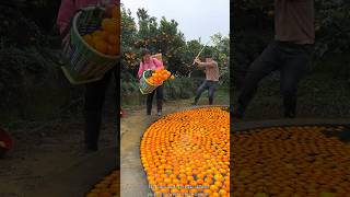 Orange 🍊🍊 Fruit Harvesting from Farm amp Rural Farmer Activites farming orange shorts [upl. by Thapa]