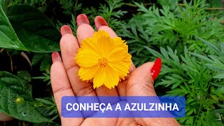 CONHEÇA A AZULZINHA MAIS LINDA E CHEIA DE FLORES QUE VOCÊ PODE TER [upl. by Kurys]