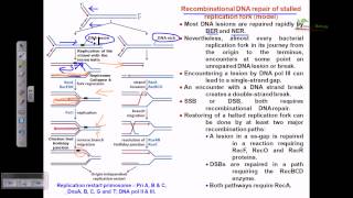 Recombinational repair of stalled replication fork [upl. by Mariya]