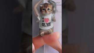 Cute Cat Singing Sholawat Jibril 🙏😿😭catsinging catsong voiceeffects kucingbersholawat [upl. by Hare]