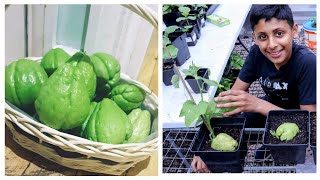 Planting Chayote from Store bought fresh fruits  How To Grow Chow Chow at home [upl. by Rednael]