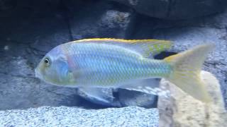 Buccochromis rhoadesii yellow [upl. by Blackburn686]