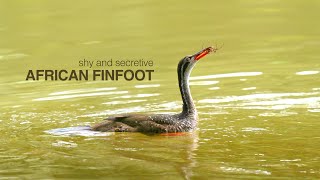 Filming one of South Africa’s most secretive birds – The African Finfoot [upl. by Dexter]