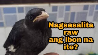 Crested Myna o ibong Martinez Nagsasalita nga ba [upl. by Phaedra]