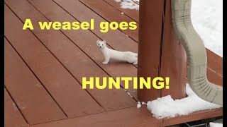 Ermine weasel in its winter coat pays a visit and hunts a packrat [upl. by Nosiddam]