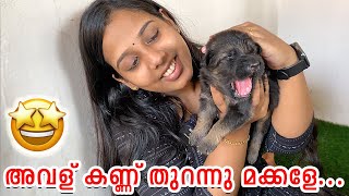 പട്ടി ബിരിയാണി RECIPE  HOW TO MAKE TASTY BIRYANI FOR YOUR DOG  DOG BIRIYANI RECIPE [upl. by Paco]